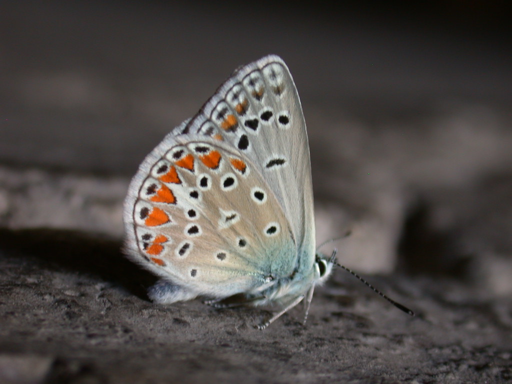 Polyommatus (Polyommatus) thersites